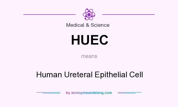 What does HUEC mean? It stands for Human Ureteral Epithelial Cell