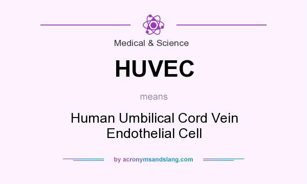 What does HUVEC mean? It stands for Human Umbilical Cord Vein Endothelial Cell