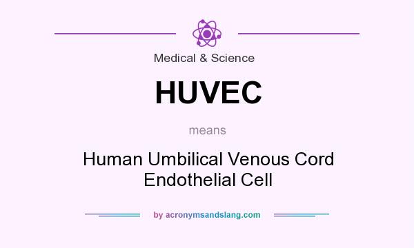 What does HUVEC mean? It stands for Human Umbilical Venous Cord Endothelial Cell