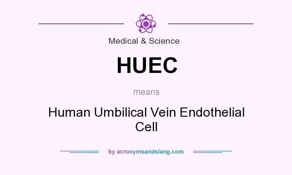 What does HUEC mean? It stands for Human Umbilical Vein Endothelial Cell