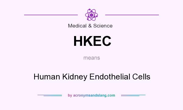 What does HKEC mean? It stands for Human Kidney Endothelial Cells