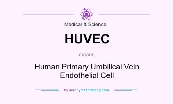 What does HUVEC mean? It stands for Human Primary Umbilical Vein Endothelial Cell