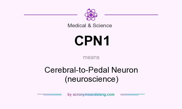 What does CPN1 mean? It stands for Cerebral-to-Pedal Neuron (neuroscience)