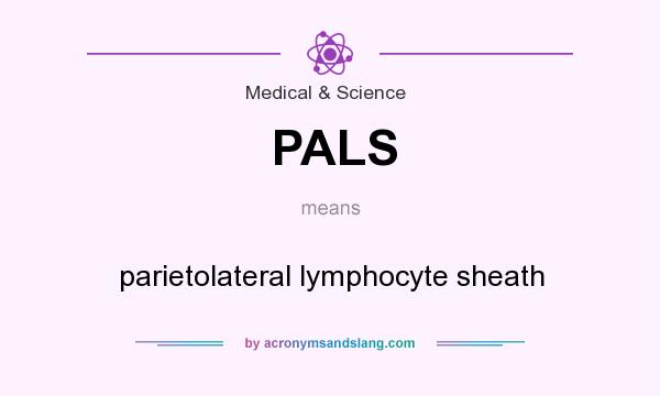 What does PALS mean? It stands for parietolateral lymphocyte sheath