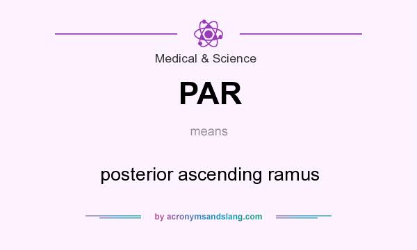 What does PAR mean? It stands for posterior ascending ramus