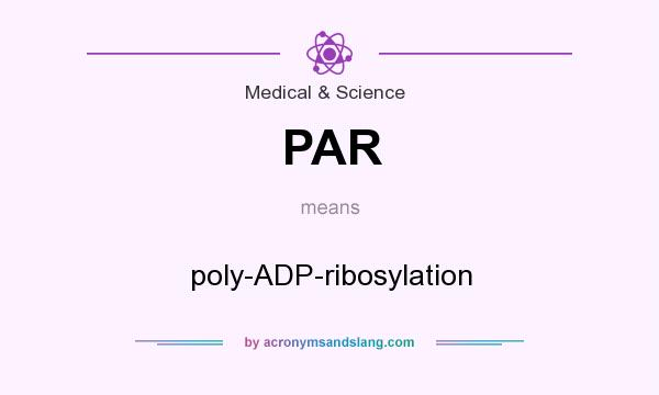 What does PAR mean? It stands for poly-ADP-ribosylation