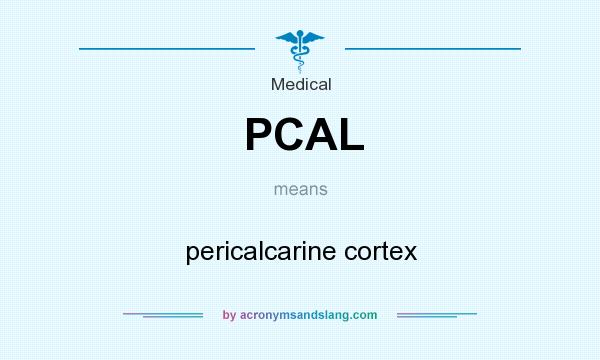 What does PCAL mean? It stands for pericalcarine cortex