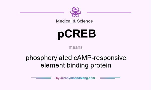 What does pCREB mean? It stands for phosphorylated cAMP-responsive element binding protein