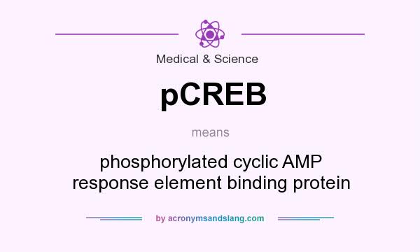 What does pCREB mean? It stands for phosphorylated cyclic AMP response element binding protein