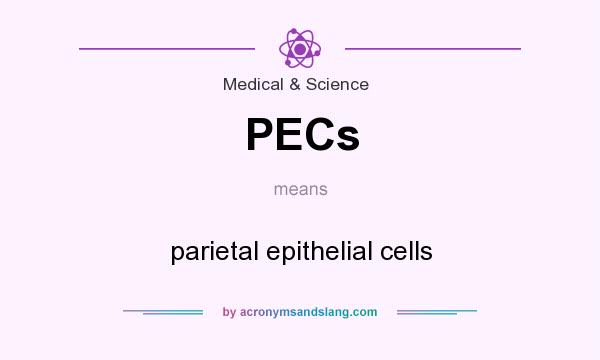 What does PECs mean? It stands for parietal epithelial cells