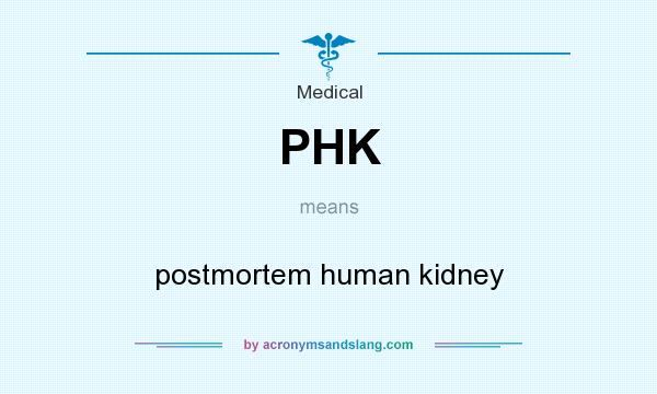What does PHK mean? It stands for postmortem human kidney
