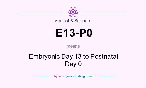 What does E13-P0 mean? It stands for Embryonic Day 13 to Postnatal Day 0