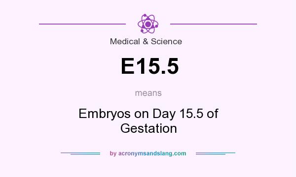 What does E15.5 mean? It stands for Embryos on Day 15.5 of Gestation