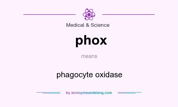 What does phox mean? It stands for phagocyte oxidase