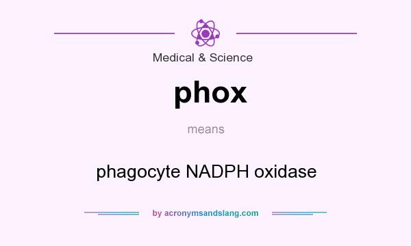 What does phox mean? It stands for phagocyte NADPH oxidase