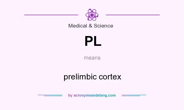 What does PL mean? It stands for prelimbic cortex