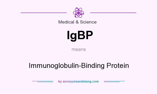 What does IgBP mean? It stands for Immunoglobulin-Binding Protein