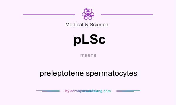 What does pLSc mean? It stands for preleptotene spermatocytes