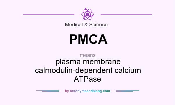 What does PMCA mean? It stands for plasma membrane calmodulin-dependent calcium ATPase