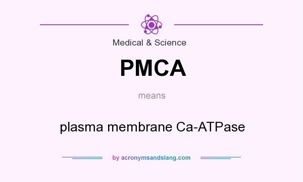 What does PMCA mean? It stands for plasma membrane Ca-ATPase