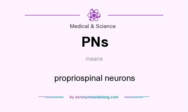 What does PNs mean? It stands for propriospinal neurons