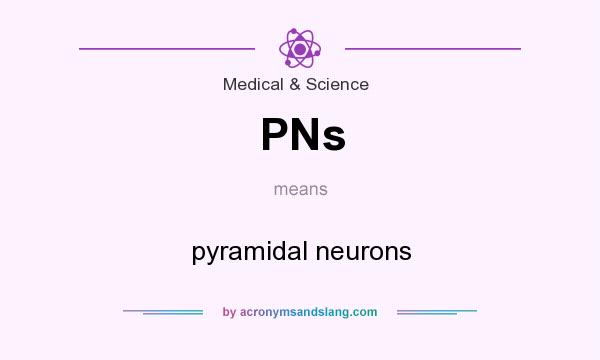 What does PNs mean? It stands for pyramidal neurons