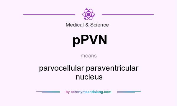 What does pPVN mean? It stands for parvocellular paraventricular nucleus