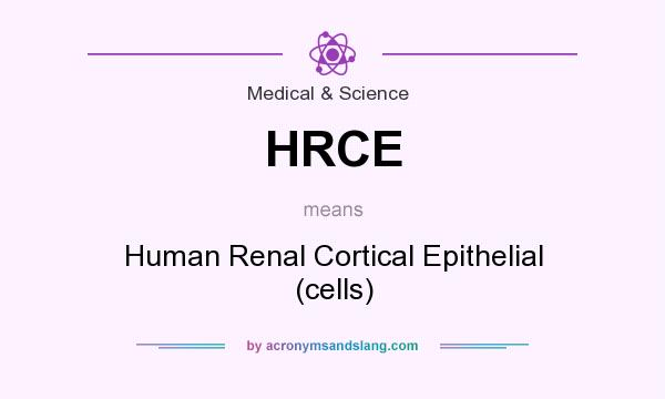 What does HRCE mean? It stands for Human Renal Cortical Epithelial (cells)