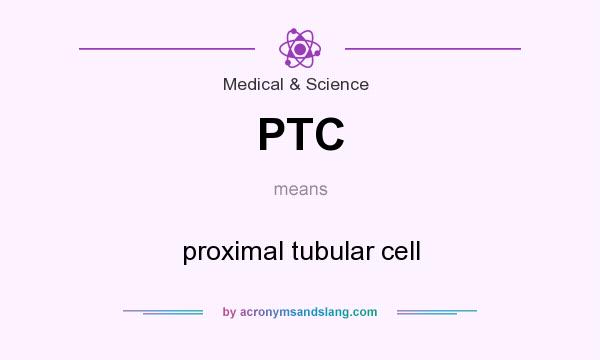 What does PTC mean? It stands for proximal tubular cell