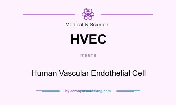 What does HVEC mean? It stands for Human Vascular Endothelial Cell