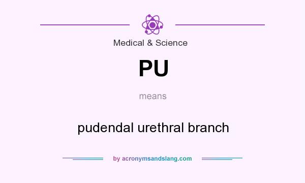 What does PU mean? It stands for pudendal urethral branch