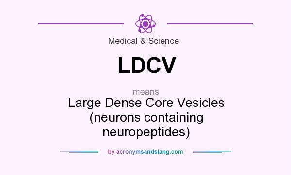 What does LDCV mean? It stands for Large Dense Core Vesicles (neurons containing neuropeptides)