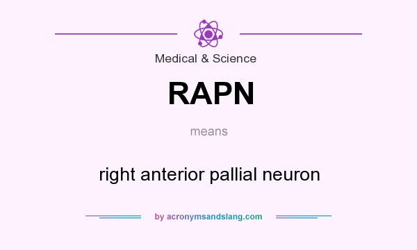 What does RAPN mean? It stands for right anterior pallial neuron