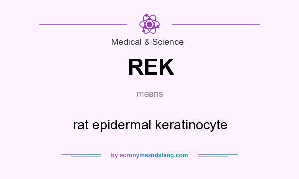 What does REK mean? It stands for rat epidermal keratinocyte
