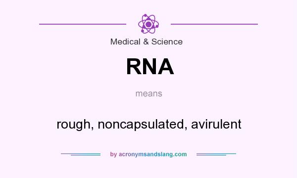 What does RNA mean? It stands for rough, noncapsulated, avirulent