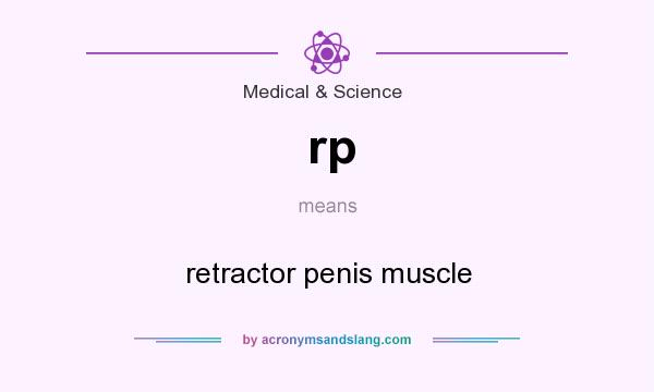 What does rp mean? It stands for retractor penis muscle