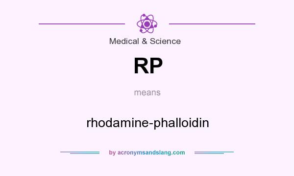 What does RP mean? It stands for rhodamine-phalloidin