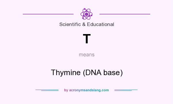 What does T mean? It stands for Thymine (DNA base)