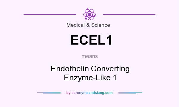 What does ECEL1 mean? It stands for Endothelin Converting Enzyme-Like 1