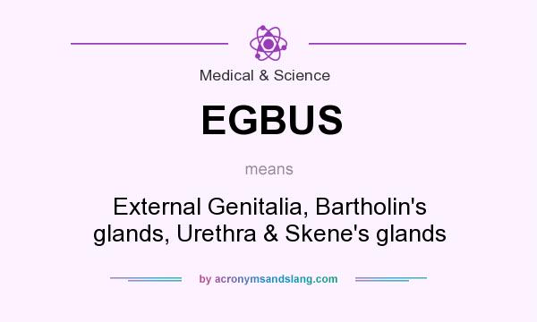 What does EGBUS mean? It stands for External Genitalia, Bartholin`s glands, Urethra & Skene`s glands