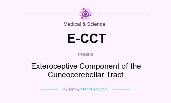 What does E-CCT mean? It stands for Exteroceptive Component of the Cuneocerebellar Tract