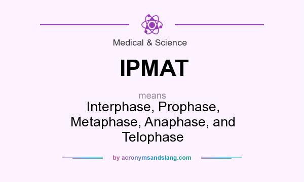 What does IPMAT mean? It stands for Interphase, Prophase, Metaphase, Anaphase, and Telophase