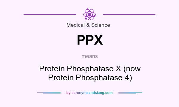 What does PPX mean? It stands for Protein Phosphatase X (now Protein Phosphatase 4)