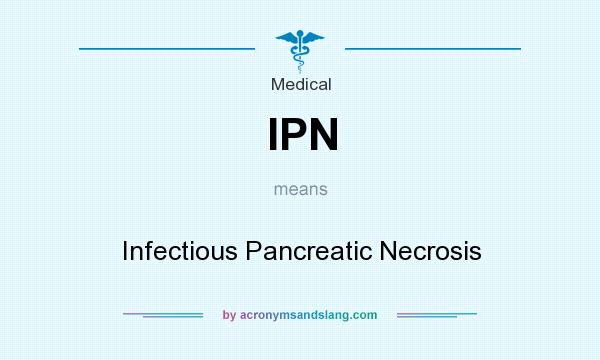 What does IPN mean? It stands for Infectious Pancreatic Necrosis