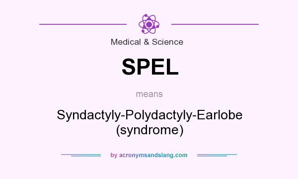 What does SPEL mean? It stands for Syndactyly-Polydactyly-Earlobe (syndrome)