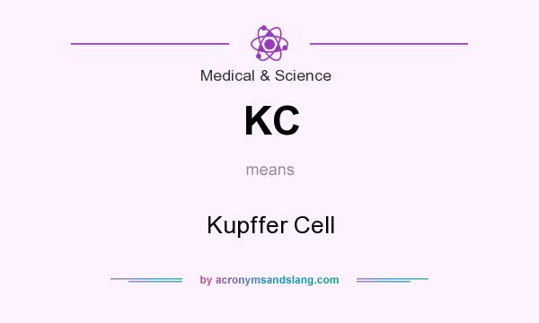 What does KC mean? It stands for Kupffer Cell