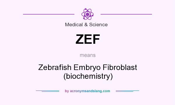 What does ZEF mean? It stands for Zebrafish Embryo Fibroblast (biochemistry)