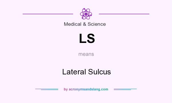 What does LS mean? It stands for Lateral Sulcus