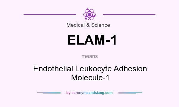 What does ELAM-1 mean? It stands for Endothelial Leukocyte Adhesion Molecule-1