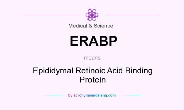What does ERABP mean? It stands for Epididymal Retinoic Acid Binding Protein